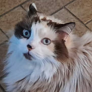 Pernelle a rejoint le concours — aidez-le/la à gagner de superbes lots ! cat, fluffy, blue_eyes, fur, pet, animal, indoor, floor, tile, whiskers, closeup, face, cute, mammal, domestic, feline, looking_up, portrait, expression, soft