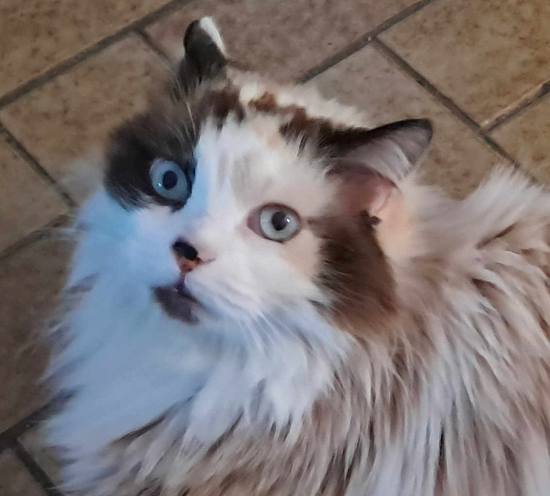 Pernelle a rejoint le concours — aidez-le/la à gagner de superbes lots ! cat, fluffy, blue_eyes, fur, pet, animal, indoor, floor, tile, whiskers, closeup, face, cute, mammal, domestic, feline, looking_up, portrait, expression, soft