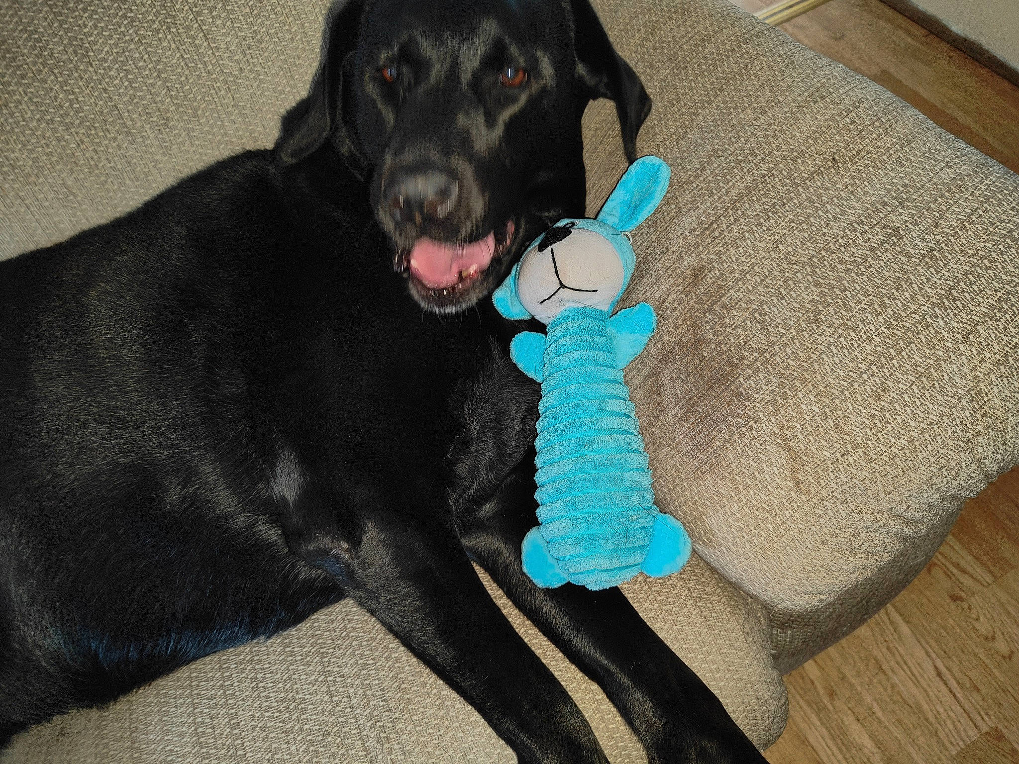 Oreo is registered to the contest to win money with this photo: carnivore, collar, comfort, companion_dog, dog, dog_breed, dog_collar, dog_supply, electric_blue, fawn, fur, gun_dog, hardwood, pet_supply, snout, sporting_group, tail, whiskers, wood, working_animal