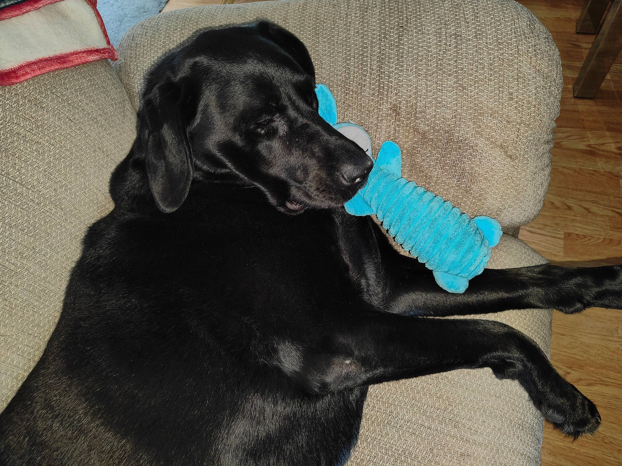 Oreo is registered to the contest to win money with this photo: borador, canidae, carnivore, collar, companion_dog, dog, dog_breed, dog_collar, dog_supply, electric_blue, fur, guard_dog, gun_dog, liver, pet_supply, snout, sporting_group, tail, terrestrial_animal, working_animal