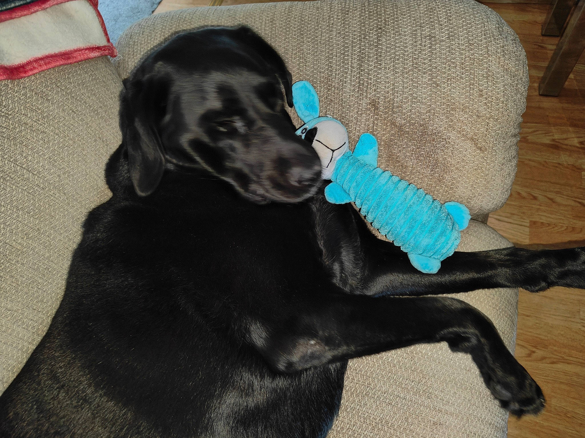 Oreo joined the competition — help win amazing prizes! borador, canidae, carnivore, collar, companion_dog, dog, dog_breed, dog_collar, dog_supply, electric_blue, fashion_accessory, fur, gun_dog, liver, pet_supply, retriever, snout, sporting_group, tail, working_animal