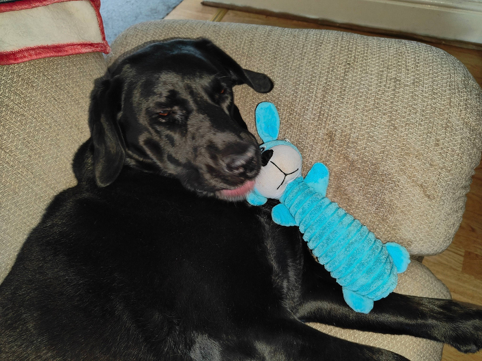 Oreo joined the competition — help win amazing prizes! borador, canidae, carnivore, collar, comfort, companion_dog, dog, dog_breed, dog_collar, dog_supply, electric_blue, fawn, flooring, fur, gun_dog, liver, pet_supply, sporting_group, tail, working_animal