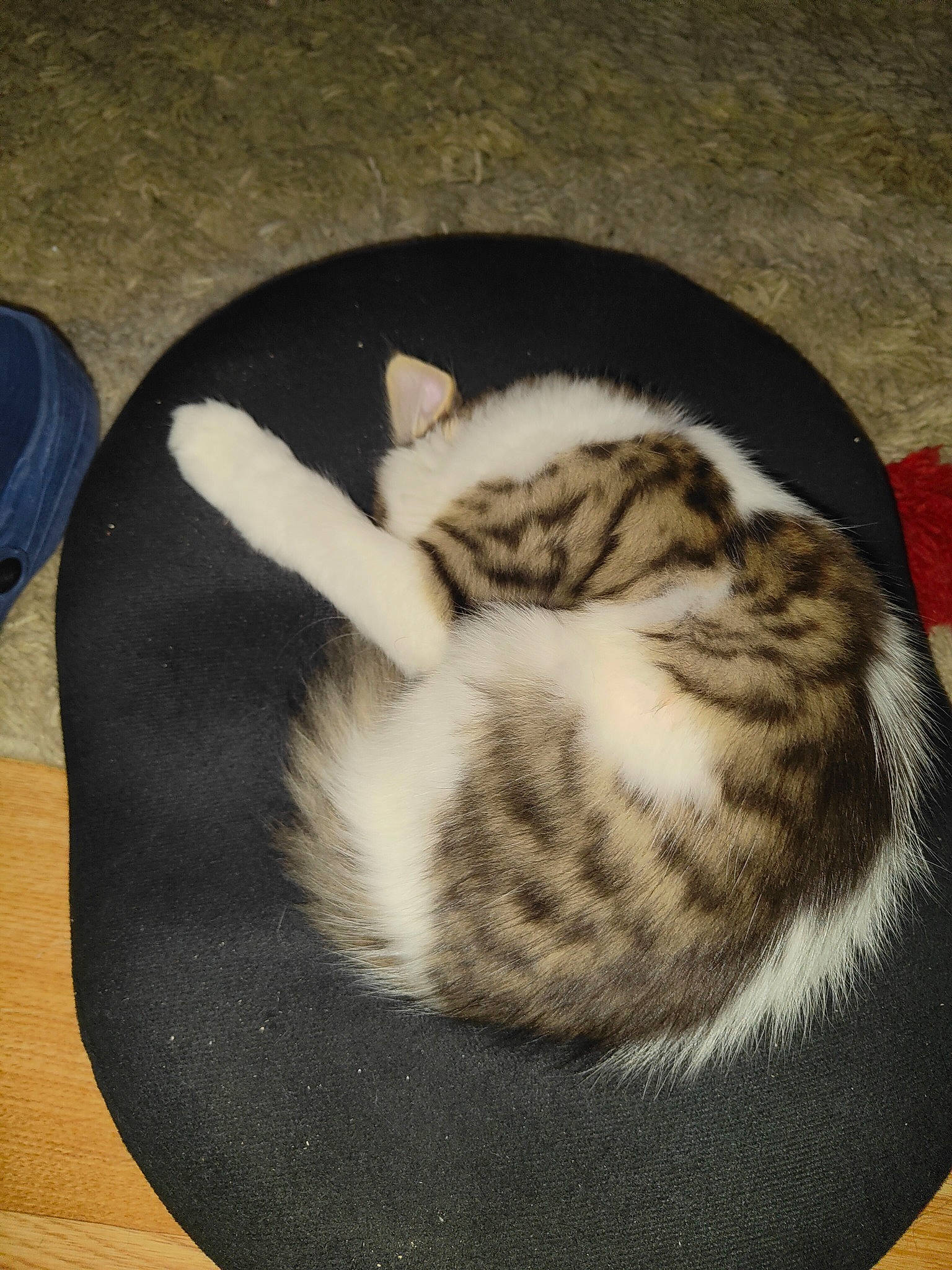 Willow is registered to the contest to win money with this photo: carnivore, cat, cat_bed, cat_supply, claw, comfort, domestic_short_haired_cat, felidae, fur, hardwood, nap, paw, small_to_medium_sized_cats, snout, tail, terrestrial_animal, whiskers, wood