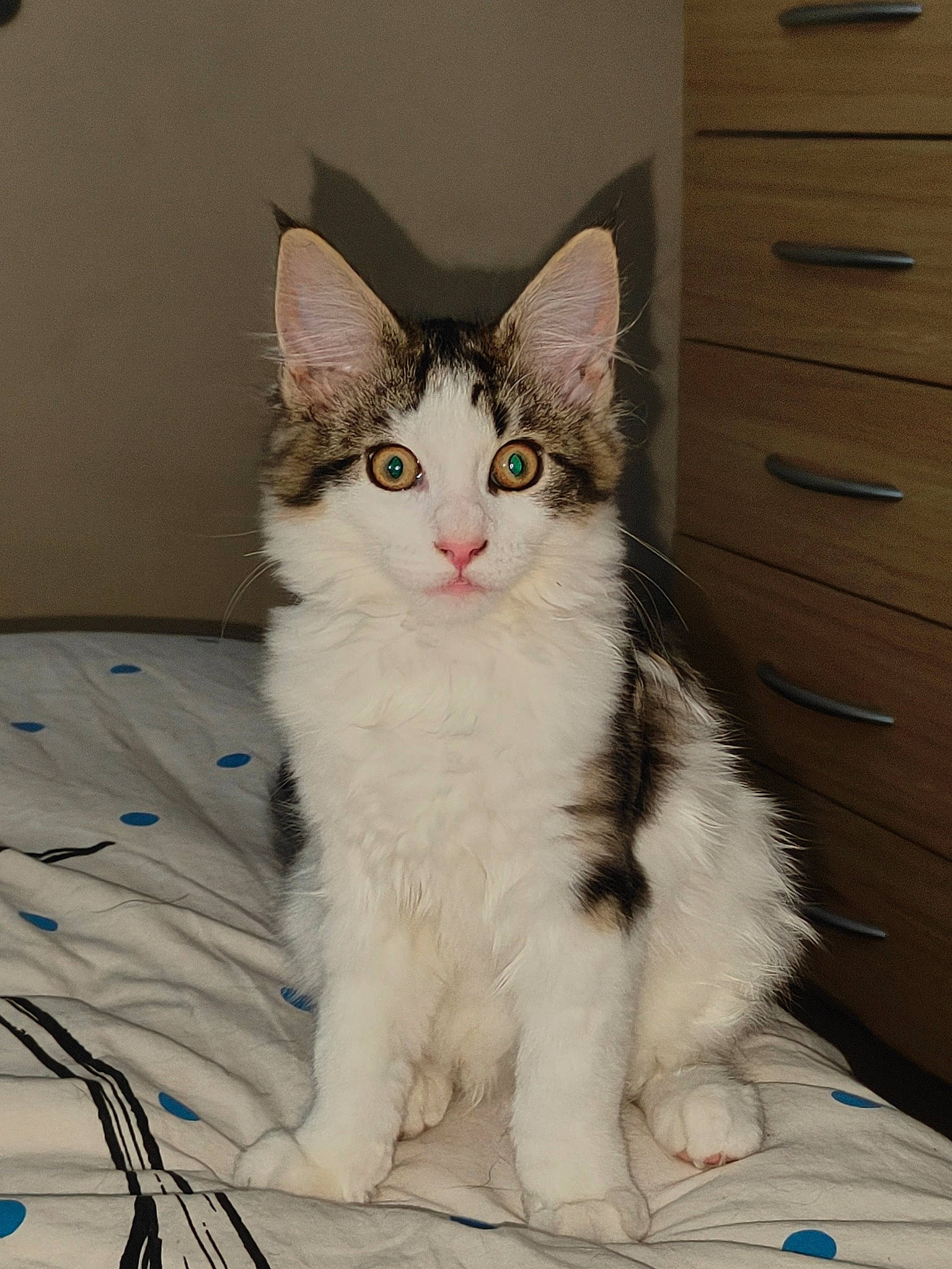 Willow joined the competition — help win amazing prizes! cabinetry, carnivore, cat, chest, chest_of_drawers, comfort, domestic_short_haired_cat, door, drawer, dresser, felidae, fur, paw, sitting, small_to_medium_sized_cats, snout, tail, whiskers, window, wood