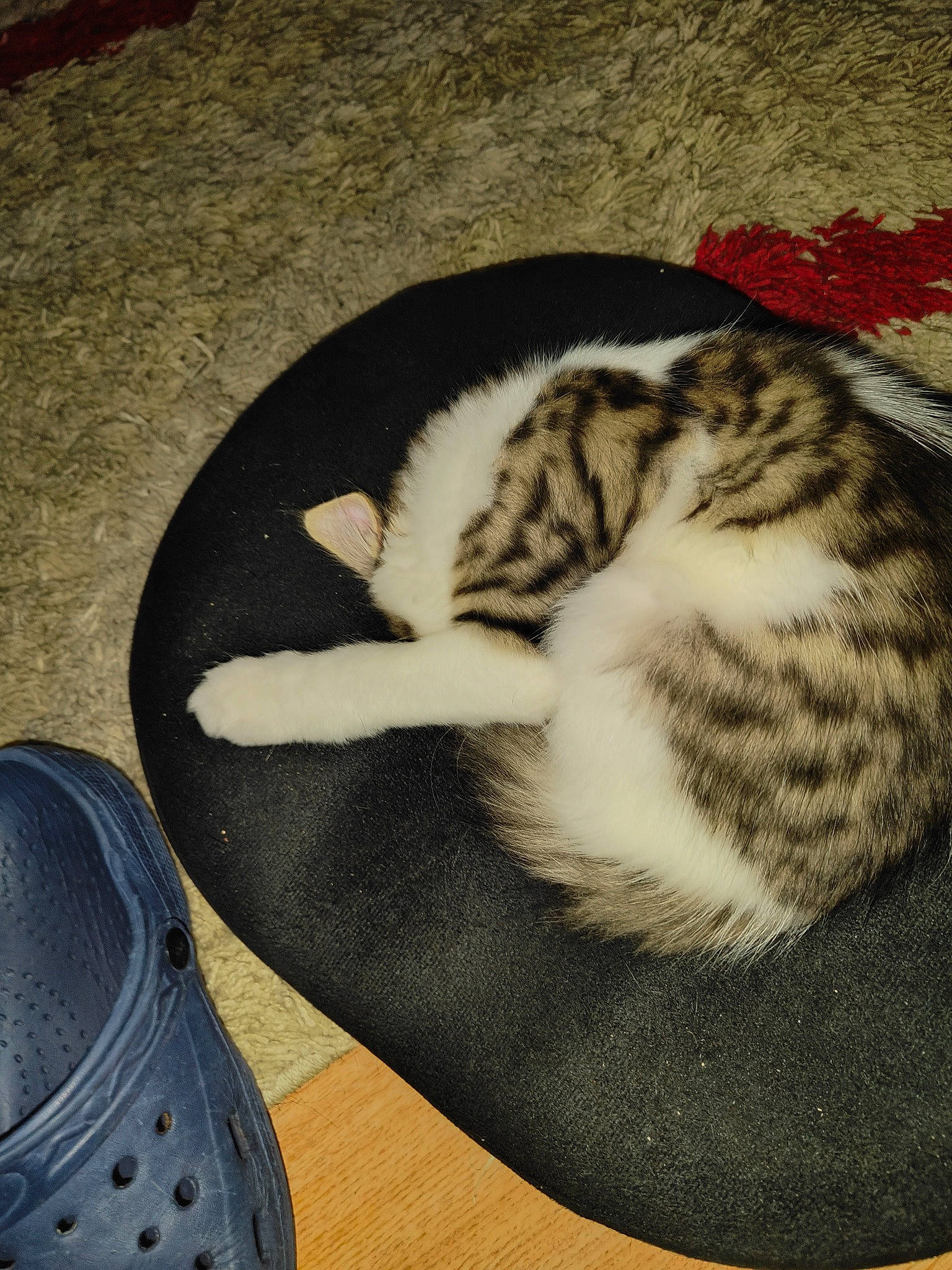 Willow joined the competition — help win amazing prizes! carmine, carnivore, cat, comfort, domestic_short_haired_cat, felidae, flooring, foot, fur, grey, hardwood, human_leg, mammal, outdoor_shoe, paw, small_to_medium_sized_cats, snout, tail, whiskers, wood