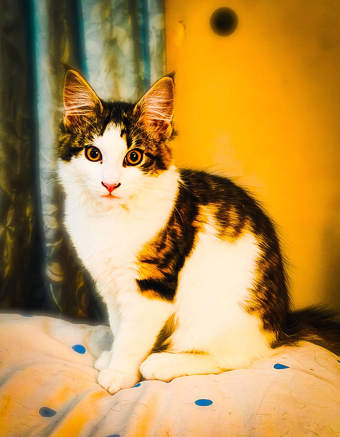 Willow joined the competition — help win amazing prizes! art, carnivore, cat, domestic_short_haired_cat, door, felidae, fur, grass, paw, plant, sitting, small_to_medium_sized_cats, snout, sunlight, tail, tints_and_shades, whiskers, wildlife, window, wood