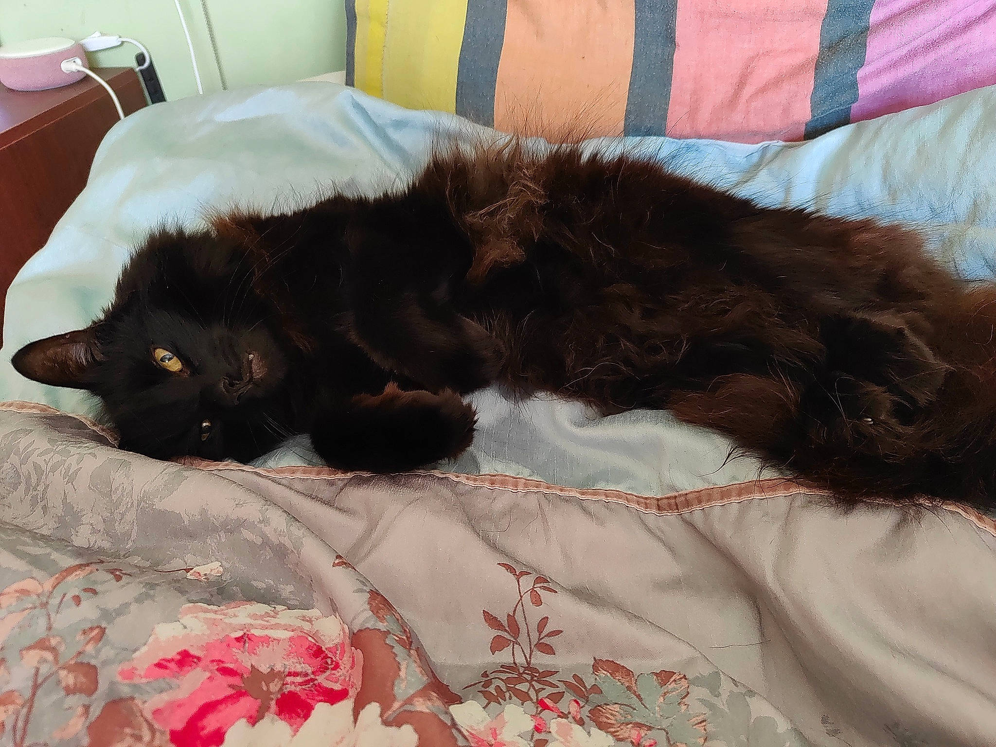 Oscar joined the competition — help win amazing prizes! black_cat, bombay, carnivore, cat, comfort, companion_dog, dog_breed, felidae, fur, furniture, linens, liver, mammal, natural_material, sleeve, small_to_medium_sized_cats, tail, textile, vertebrate, whiskers