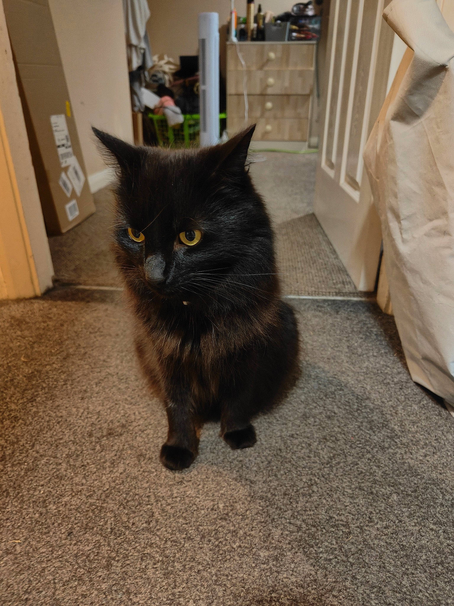 Oscar is registered to the contest to win money with this photo: black_cat, bombay, carnivore, cat, claw, domestic_short_haired_cat, door, felidae, floor, flooring, fur, grey, houseplant, human_leg, paw, small_to_medium_sized_cats, snout, tail, terrestrial_animal, whiskers