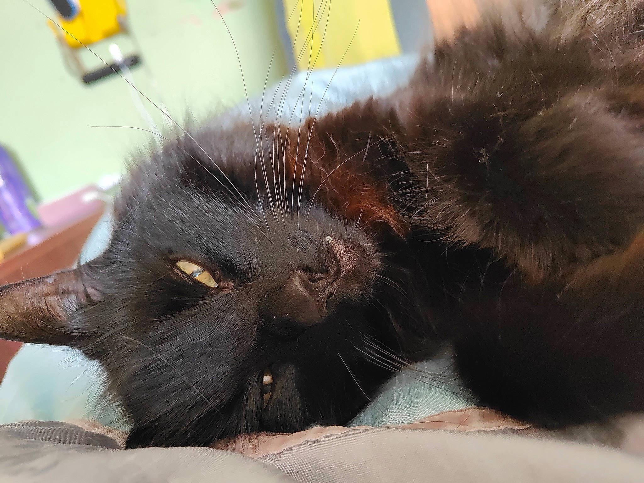 Oscar joined the competition — help win amazing prizes! black_cat, bombay, carnivore, cat, claw, comfort, domestic_short_haired_cat, felidae, foot, fur, liver, paw, small_to_medium_sized_cats, snout, terrestrial_animal, whiskers