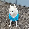 Serge participe au concours pour gagner de l'argent avec cette photo : animal, blue_shirt, calm, canine, companion, cute, daylight, dog, fur, glass_wall, modern_background, outdoor, pavement, pet_clothing, pets, quiet, sitting, stone_floor, urban, white_dog