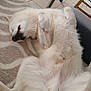 animal, blanket, canine, comfort, cozy, cute, dog, domestic, fur, home, indoor, lying_down, nap, paws, pet, relaxed, resting, sleeping, tile_floor, white_dog