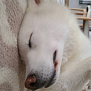 Serge participe au concours pour gagner de l'argent avec cette photo : animal, blanket, close_up, companion, cozy, cute, dog, fur, home, indoor, nose, paw, peaceful, pet, relaxed, rest, sleeping, snout, soft_texture, white_fur