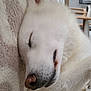 animal, blanket, close_up, companion, cozy, cute, dog, fur, home, indoor, nose, paw, peaceful, pet, relaxed, rest, sleeping, snout, soft_texture, white_fur