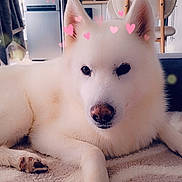 Serge a rejoint le concours — aidez-le/la à gagner de superbes lots ! dog, white_dog, indoor, carpet, heart_stickers, pet, cute, fluffy, animal, resting, paw, nose, ears, living_room, furniture, chair, refrigerator, shelf, cozy, relaxed