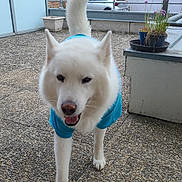 Serge a rejoint le concours — aidez-le/la à gagner de superbes lots ! animal, blue_shirt, building, canine, car, daylight, dog, ears_up, fence, fur, happy, nose, outdoor, patio, pet, potted_plants, sidewalk, tail_up, walking, white_dog