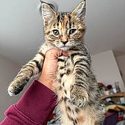 Metzli is registered to the contest to win money with this photo: kitten, cat, tabby, pet, indoor, hand, fur, whiskers, face, eyes, young, animal, cute, domestic, mammal, holding, person, fingers, clothing, background