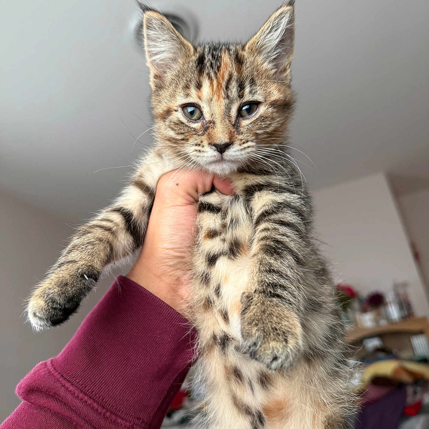 Metzli is registered to the contest to win money with this photo: animal, background, cat, clothing, cute, domestic, eyes, face, fingers, fur, hand, holding, indoor, kitten, mammal, person, pet, tabby, whiskers, young