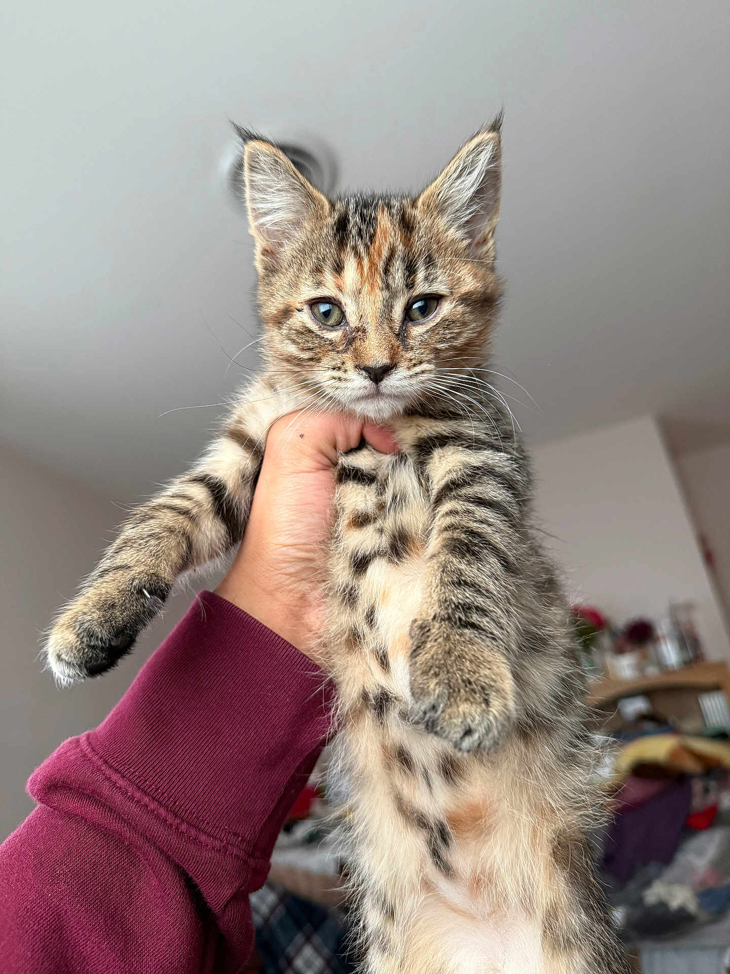 Metzli is registered to the contest to win money with this photo: kitten, cat, tabby, pet, indoor, hand, fur, whiskers, face, eyes, young, animal, cute, domestic, mammal, holding, person, fingers, clothing, background