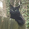 black_cat, cat, animal, pet, fence, wood, tree, branch, leaves, green_eyes, outdoor, nature, wildlife, perched, wooden_fence, forest, mammal, curious, quiet, daylight