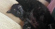 Mookie is registered to the contest to win money with this photo: animal, black_cat, cat, couch, cozy, cute, feline, fur, furniture, home, indoor, living_room, paw, pet, relaxed, resting, soft_light, stretching, whiskers, yellow_eyes