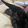 Mookie is registered to the contest to win money with this photo: black_cat, cat, feline, pet, stretching, couch, living_room, furniture, relaxed, cozy, indoor, paw, fur, whiskers, yellow_eyes, soft_light, home, resting, cute, animal