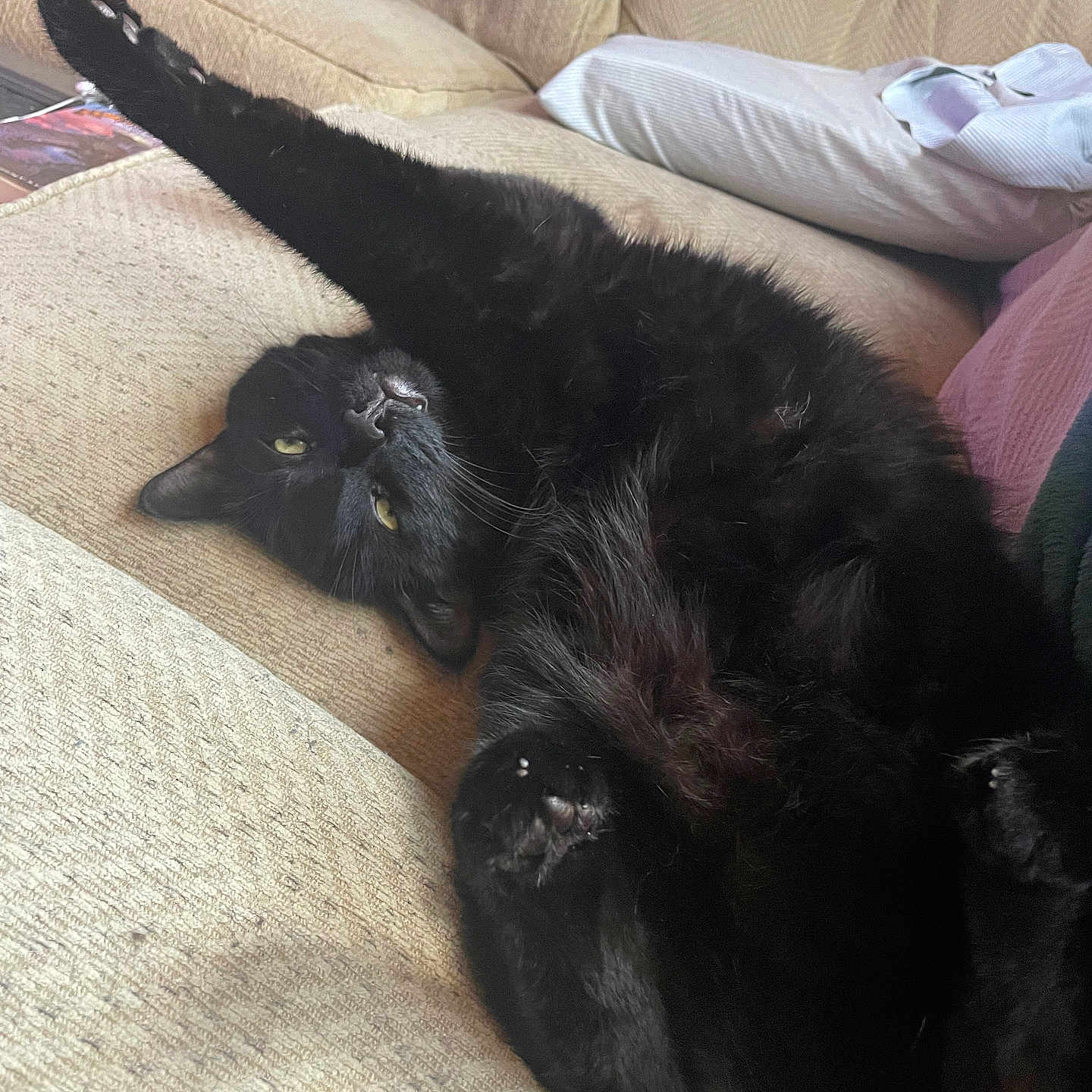 Mookie is registered to the contest to win money with this photo: black_cat, cat, feline, pet, stretching, couch, living_room, furniture, relaxed, cozy, indoor, paw, fur, whiskers, yellow_eyes, soft_light, home, resting, cute, animal