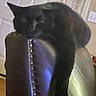 Mookie joined the competition — help win amazing prizes! black_cat, cat, feline, lounging, chair, leather, studs, paw, indoor, home, door, light_switch, relaxed, pet, animal, domestic_cat, fur, whiskers, dormant, resting