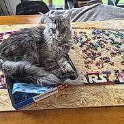 Chihiro participe au concours pour gagner de l'argent avec cette photo : cat, gray_cat, puzzle, puzzle_pieces, table, box, indoor, furniture, wood, relaxing, pet, animal, long_hair, fluffy, sitting, looking, home, daylight, domestic_cat, messy