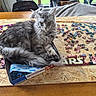 cat, gray_cat, puzzle, puzzle_pieces, table, box, indoor, furniture, wood, relaxing, pet, animal, long_hair, fluffy, sitting, looking, home, daylight, domestic_cat, messy