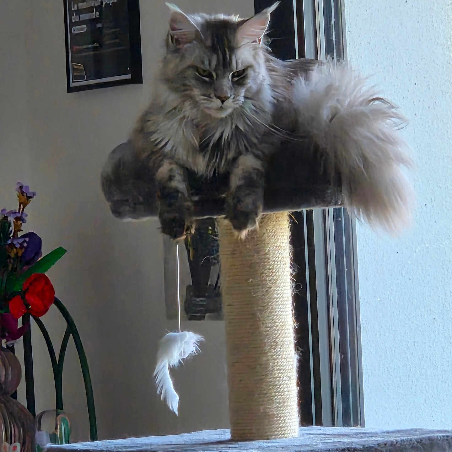 Chihiro a rejoint le concours — aidez-le/la à gagner de superbes lots ! cat, fluffy, scratching_post, indoor, window, flower, chair, feather_toy, pet, feline, fur, relaxed, animal, houseplant, decor, resting, domestic, light, shadow, cozy