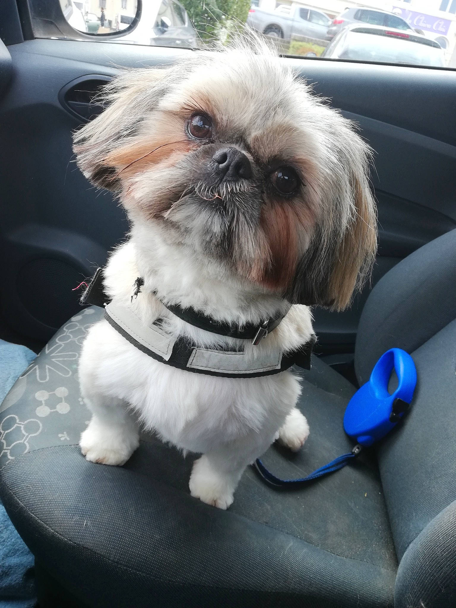 Nooky participe au concours pour gagner de l'argent avec cette photo : car, carnivore, collar, companion_dog, dog, dog_breed, dog_collar, dog_supply, eyewear, fawn, green, leash, motor_vehicle, shih_tzu, snout, toy_dog, vehicle, vehicle_door, white, working_animal