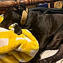 Snoop joined the competition — help win amazing prizes! bed, black_dog, blanket, collar, comfort, cozy, dog, domestic_animal, fur, furniture, household, indoor, mammal, paw, pet, quiet, relaxing, resting, sleeping, yellow
