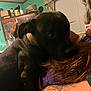 Snoop joined the competition — help win amazing prizes! affection, animal, arm, black_dog, blur, cabinet, casual, cozy, curtains, dog, furniture, home, indoor, leisure, person, pet, purple_shirt, tattoo, warm_lighting, window