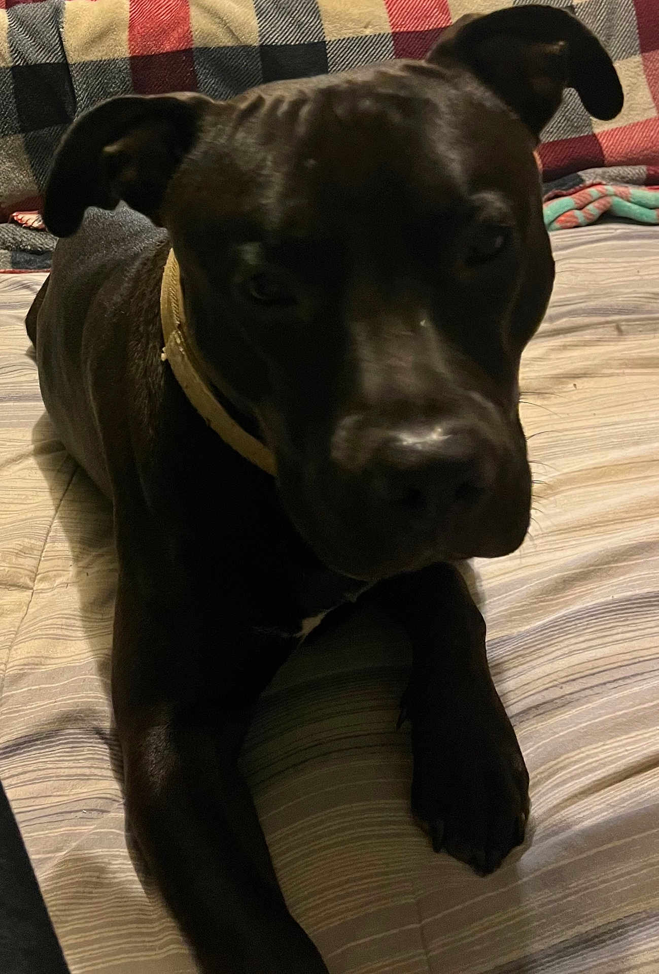 Snoop