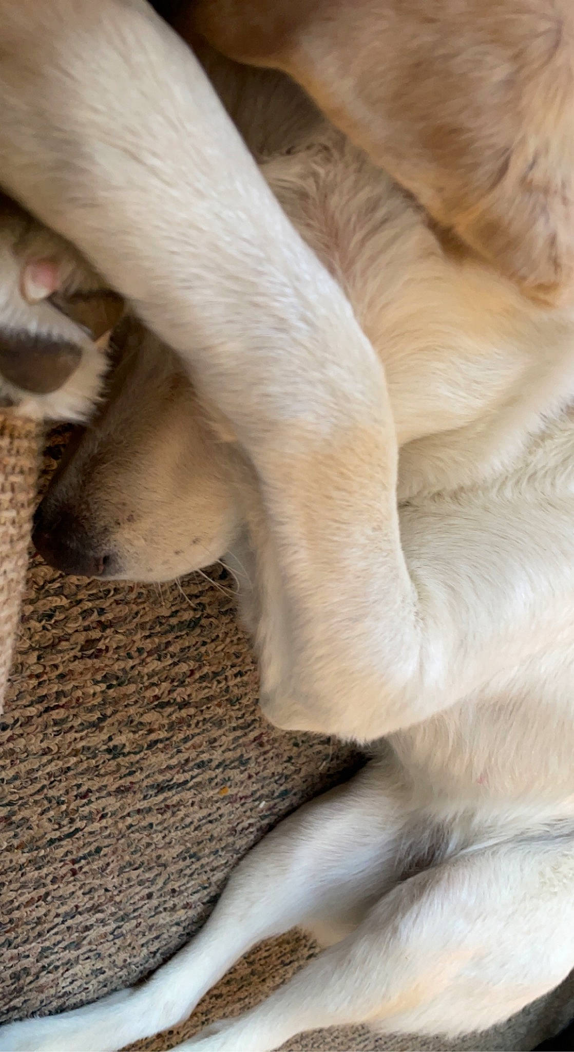 Nala is registered to the contest to win money with this photo: carnivore, close_up, comfort, companion_dog, dog, dog_breed, fawn, foot, fur, gesture, human_leg, leg, nail, snout, tail, terrestrial_animal, whiskers, wood, working_animal, wrinkle