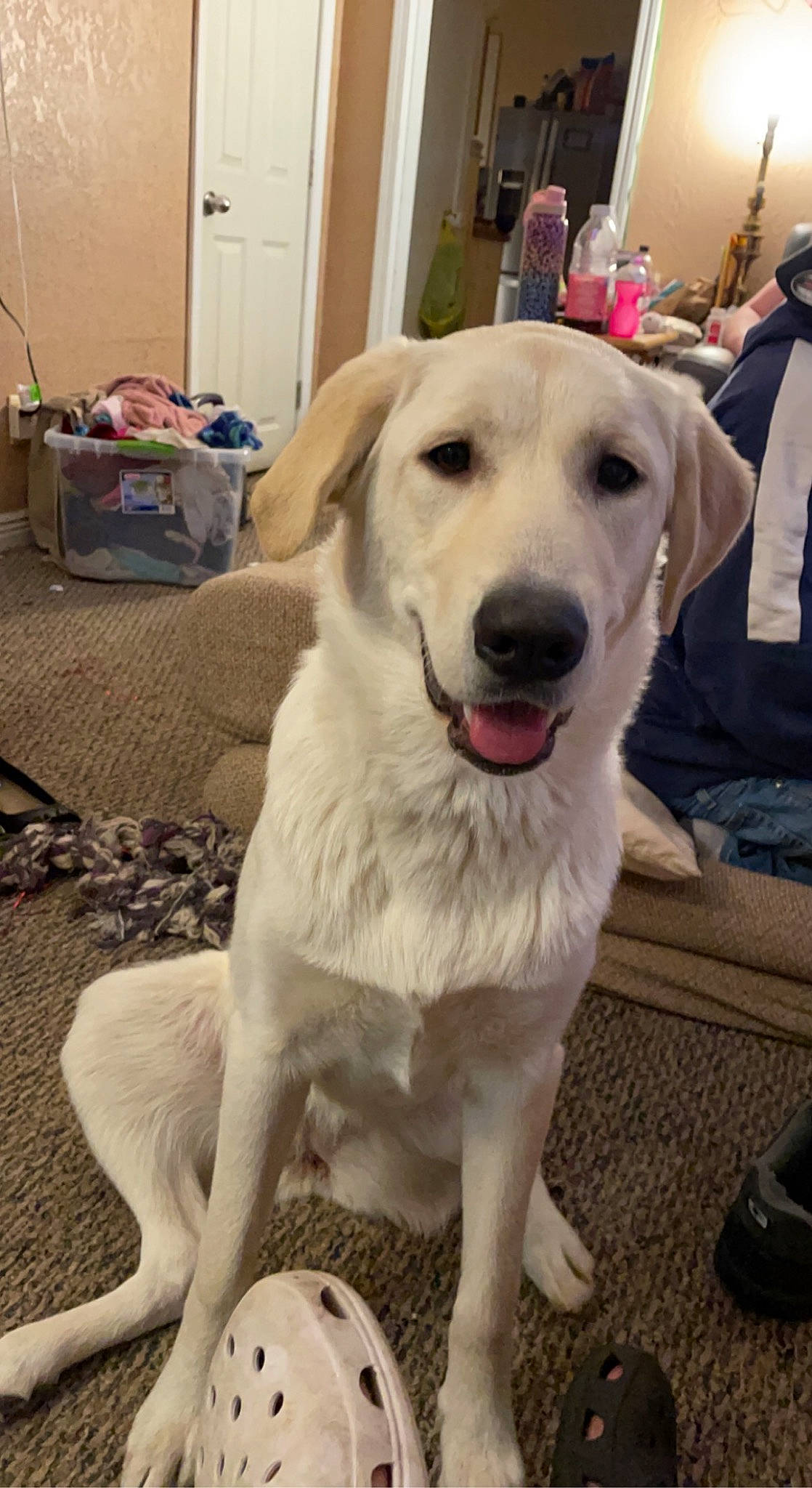 Nala is registered to the contest to win money with this photo: bag, canidae, carnivore, companion_dog, dog, dog_breed, door, fawn, flooring, fur, gun_dog, happy, livestock_guardian_dog, luggage_and_bags, pet_supply, plant, retriever, snout, sporting_group, working_animal