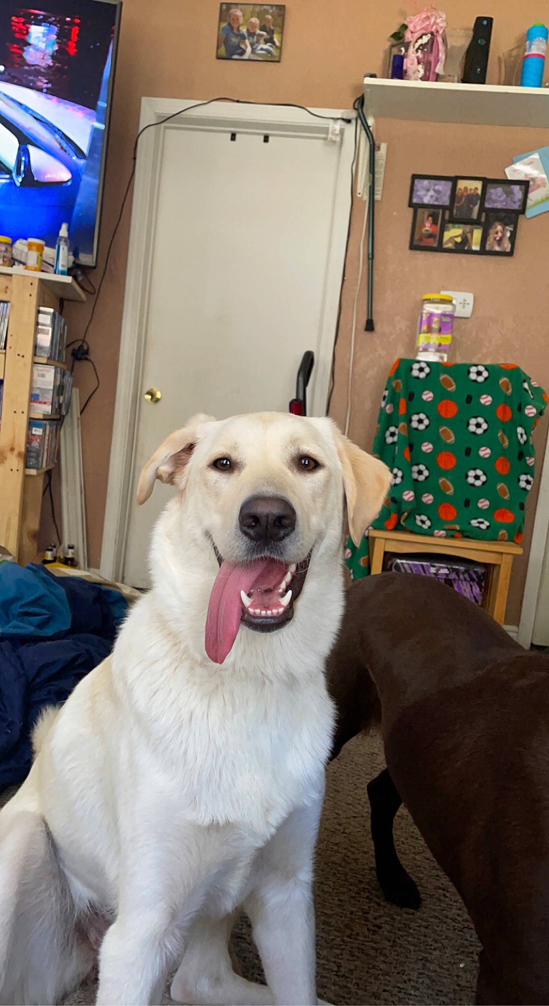 Nala is registered to the contest to win money with this photo: canidae, carnivore, collar, companion_dog, dog, dog_breed, dog_collar, event, fang, fawn, fur, guard_dog, leash, pet_supply, picture_frame, smile, snout, sporting_group, whiskers, working_dog