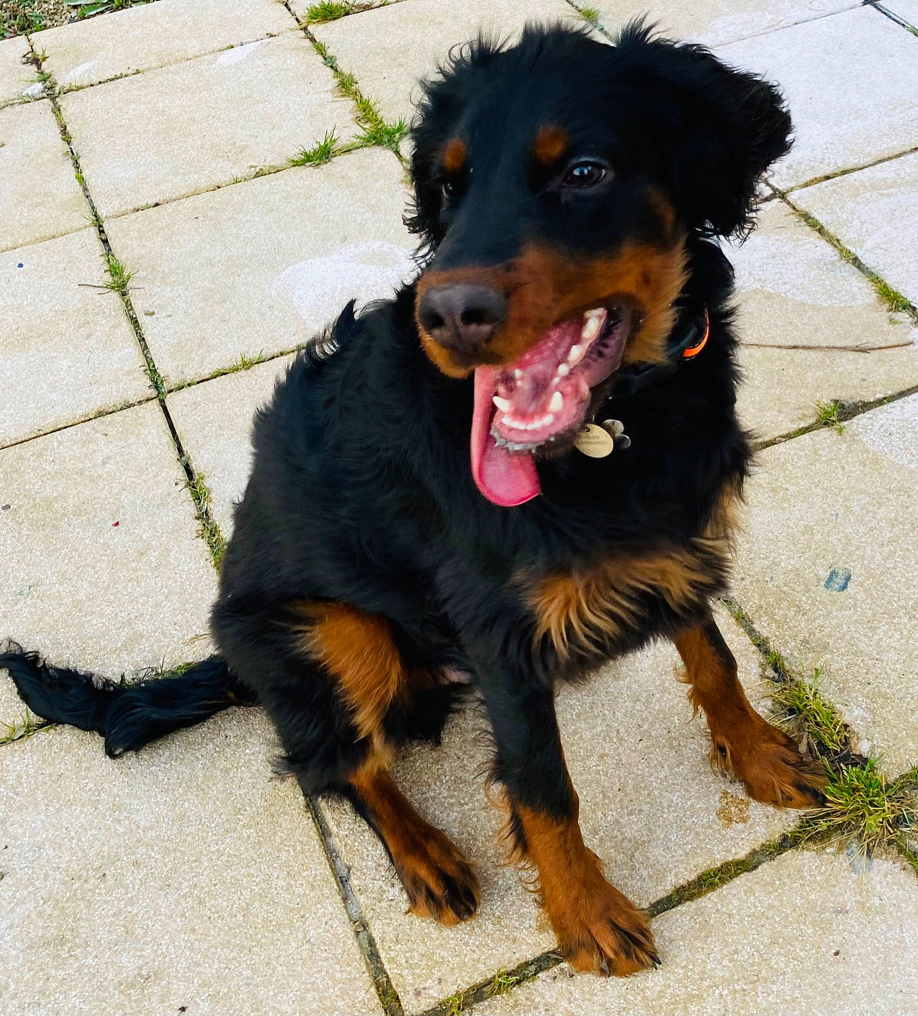 Rocky participe au concours pour gagner de l'argent avec cette photo : canidae, carnivore, collar, companion_dog, dog, dog_breed, fur, gaddi_kutta, guard_dog, hunting_dog, sporting_group, tail, working_animal, working_dog