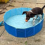 puppy, dog, pool, water, ball, outdoor, patio, flower_pot, hydrangea, pink_flower, playful, ear_flap, stone_floor, summer, pet, animal, toy, garden, young_dog, backyard