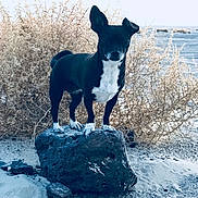 Bella Mae is registered to the contest to win money with this photo: boston_terrier, canidae, carnivore, dog, dog_breed, fawn, mammal, non_sporting_group, rock, sky, vertebrate, winter