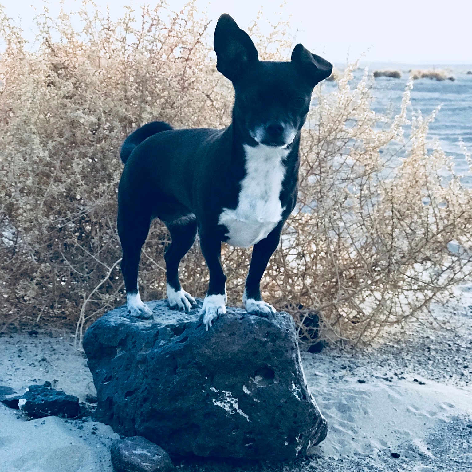 Bella Mae is registered to the contest to win money with this photo: boston_terrier, canidae, carnivore, dog, dog_breed, fawn, mammal, non_sporting_group, rock, sky, vertebrate, winter