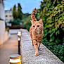 Cahuète a rejoint le concours — aidez-le/la à gagner de superbes lots ! cat, ginger_cat, animal, outdoor, stone_ledge, walking, greenery, blurred_background, fur, whiskers, tail, daylight, nature, building, sidewalk, pet, focus, mammal, urban, curious