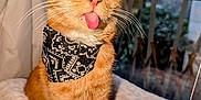 Cahuète participe au concours pour gagner de l'argent avec cette photo : cat, orange_tabby, sunglasses, bandana, tongue_out, pet, indoor, window, blanket, cozy, cute, funny, playful, animal, whiskers, feline, sitting, portrait, domestic_cat, house