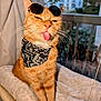 cat, orange_tabby, sunglasses, bandana, tongue_out, pet, indoor, window, blanket, cozy, cute, funny, playful, animal, whiskers, feline, sitting, portrait, domestic_cat, house