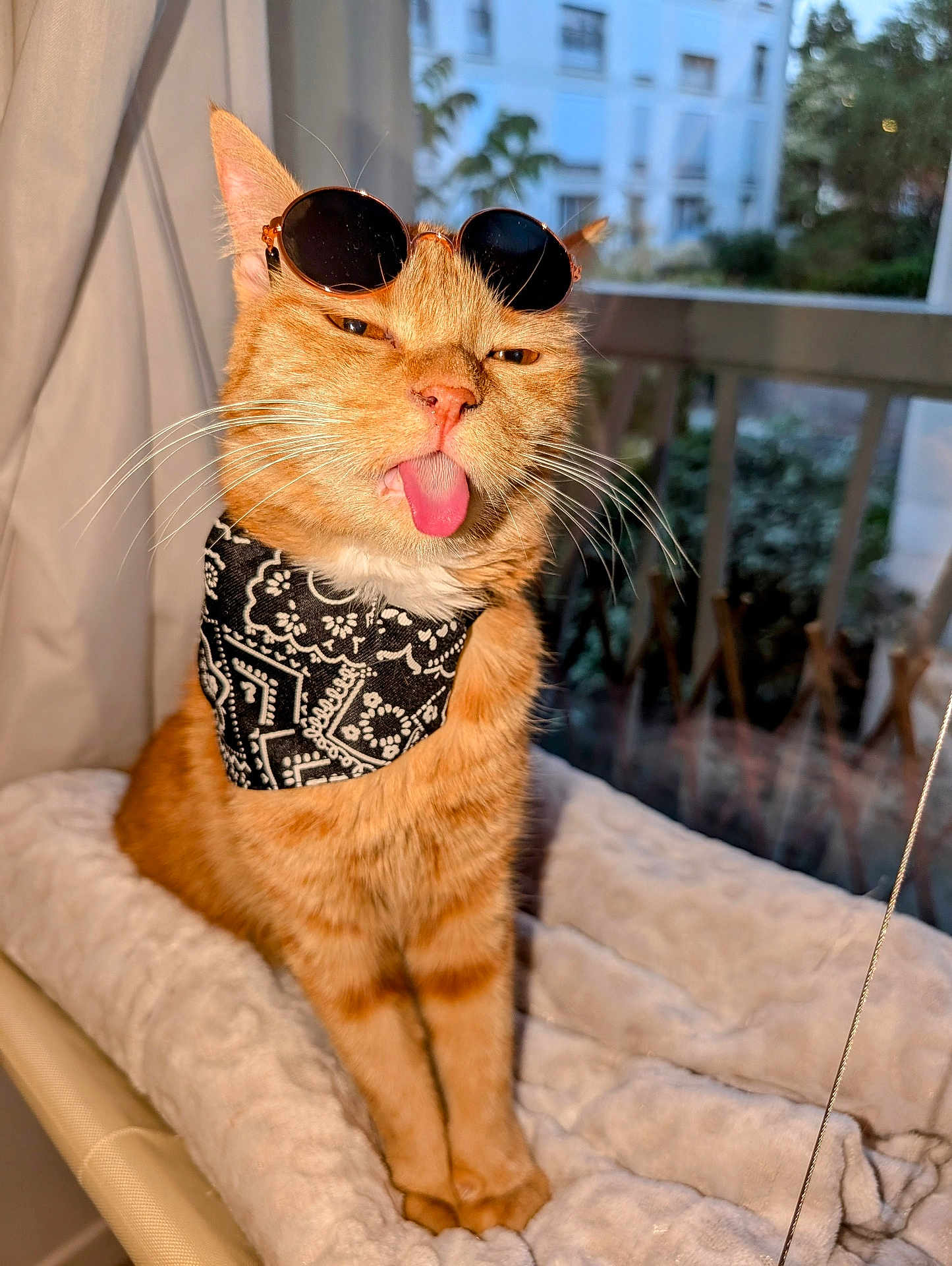 Cahuète participe au concours pour gagner de l'argent avec cette photo : cat, orange_tabby, sunglasses, bandana, tongue_out, pet, indoor, window, blanket, cozy, cute, funny, playful, animal, whiskers, feline, sitting, portrait, domestic_cat, house