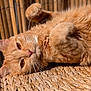cat, orange_cat, fluffy, pet, animal, whiskers, paw, relaxed, sunlight, woven_mat, texture, closeup, indoor, cute, feline, resting, fur, eyes, portrait, cozy