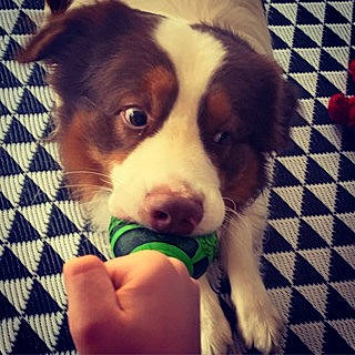 Oxo participe au concours pour gagner de l'argent avec cette photo : canidae, carnivore, cloud, companion_dog, dog, dog_breed, flooring, fur, happy, herding_dog, paw, puppy, puppy_love, snout, sporting_group, square, whiskers, wood, working_animal, working_dog