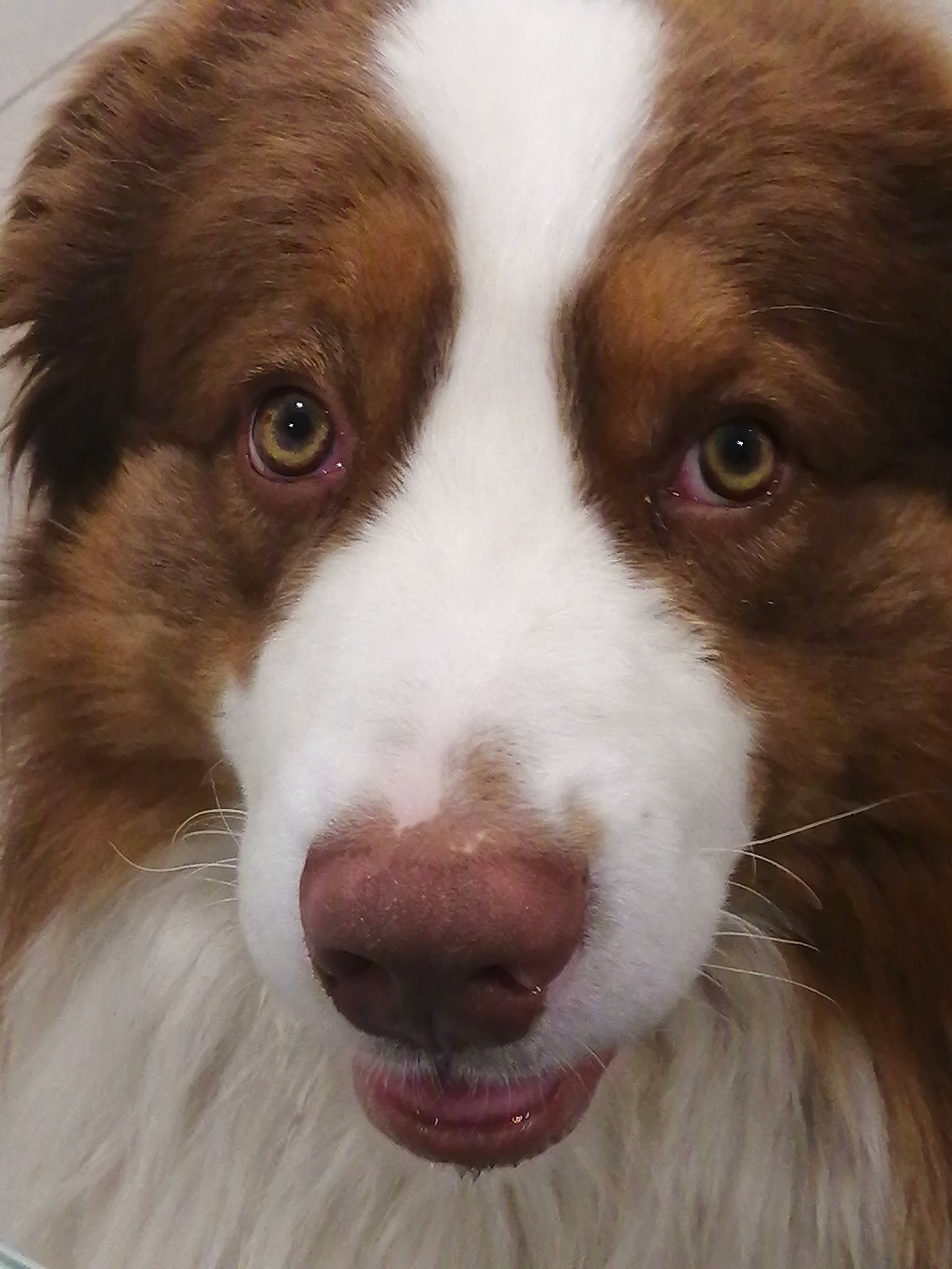 Oxo participe au concours pour gagner de l'argent avec cette photo : australian_collie, canidae, carnivore, companion_dog, dog, dog_breed, eye, fur, herding_dog, liver, photography, snout, sporting_group, symmetry, terrestrial_animal, whiskers, working_animal, working_dog