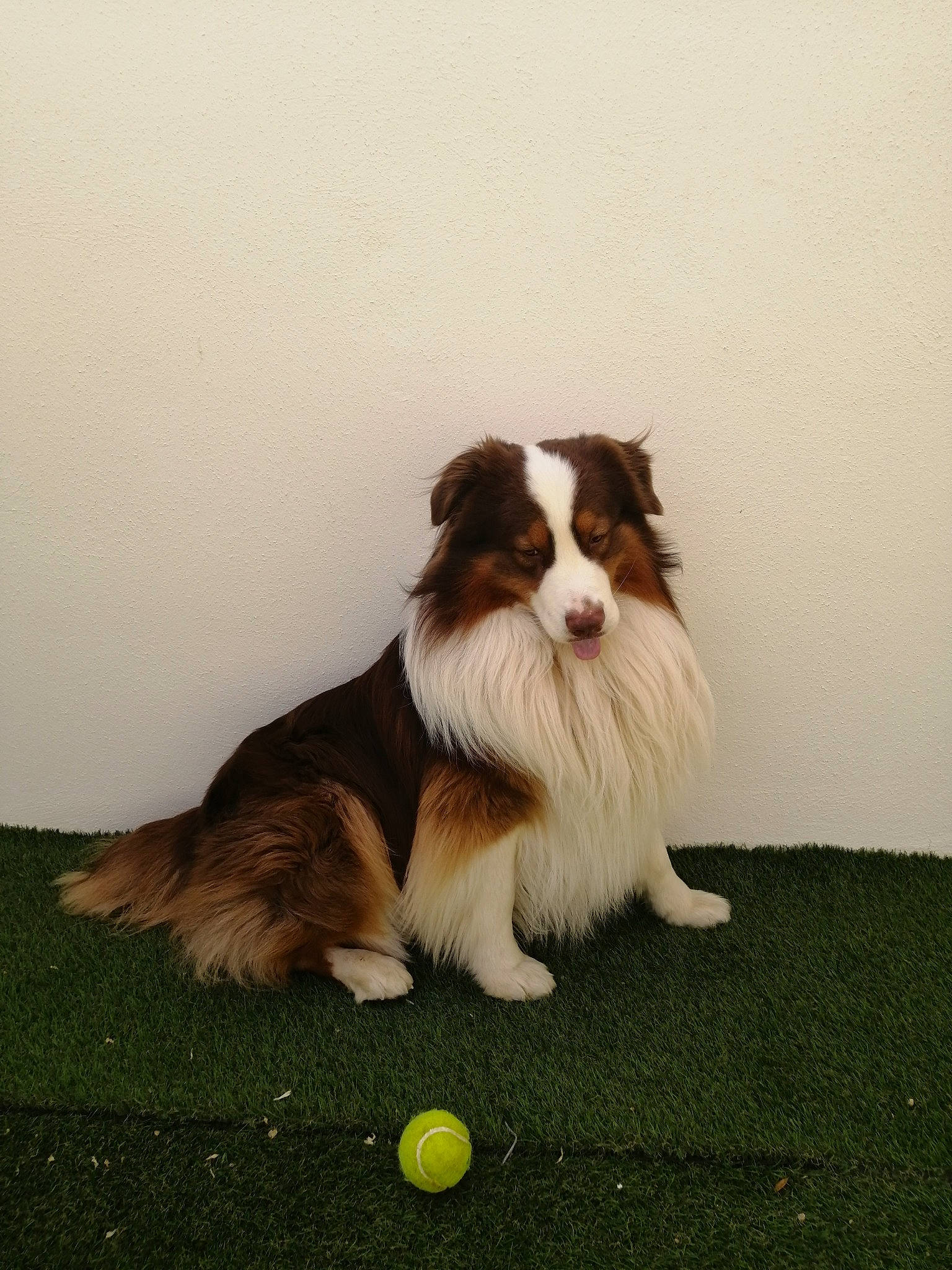 Oxo a rejoint le concours — aidez-le/la à gagner de superbes lots ! ball, canidae, carnivore, cavalier_king_charles_spaniel, companion_dog, dog, dog_breed, grass, herding_dog, liver, plant, smile, snout, sporting_group, sports_equipment, tennis_ball, toy_dog, water_dog, working_animal, working_dog