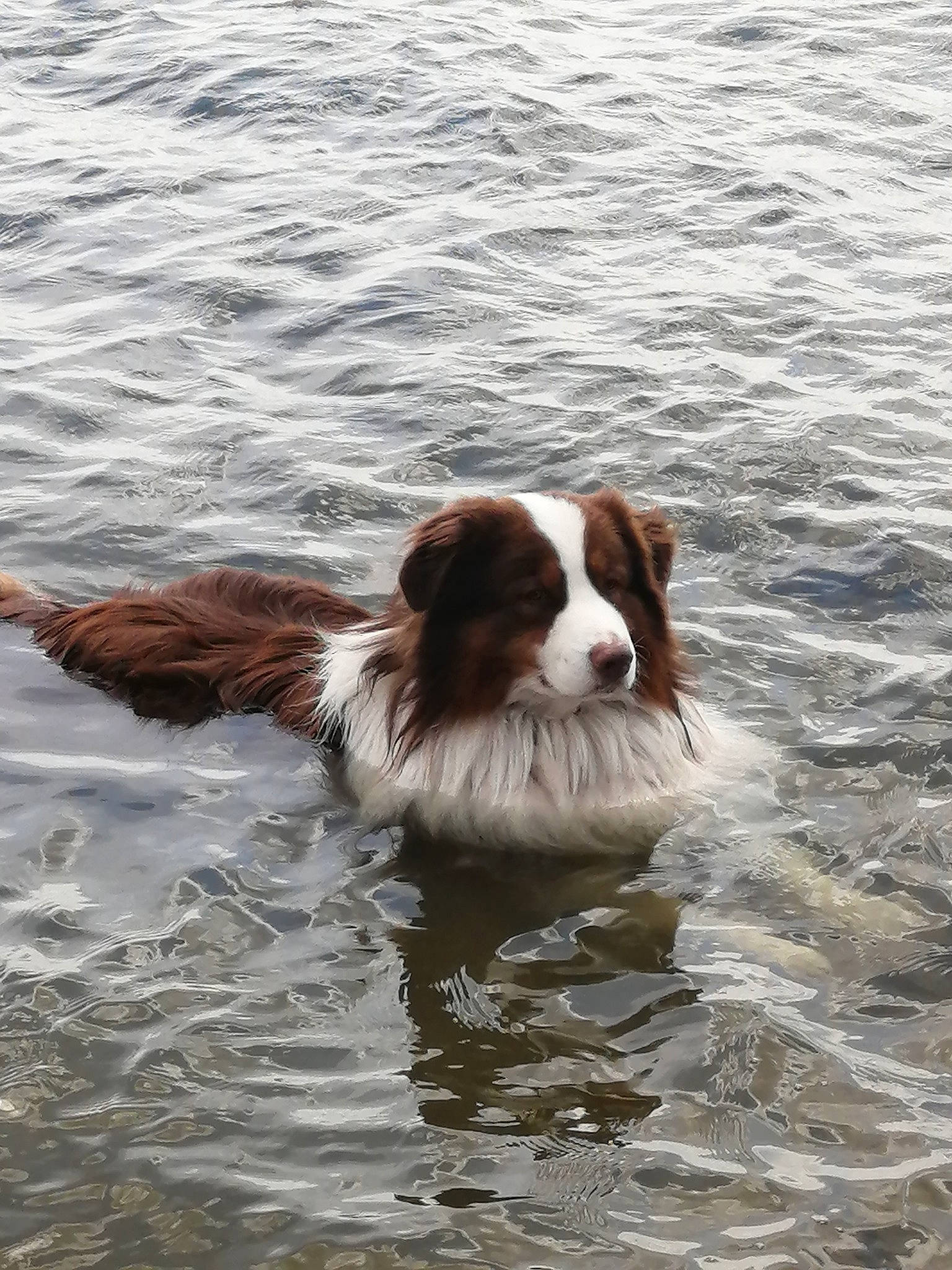 Oxo a rejoint le concours — aidez-le/la à gagner de superbes lots ! canidae, carnivore, companion_dog, dog, dog_breed, fawn, fluid, gun_dog, irish_red_and_white_setter, king_charles_spaniel, lake, liquid, liver, snout, sporting_group, tail, water, wind_wave, working_animal, working_dog